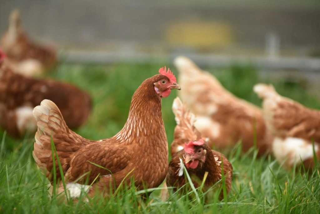 Cage Free